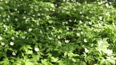 Beyaz ahşap anemone bahar campanula'lar titremeye rüzgarda çiçekler