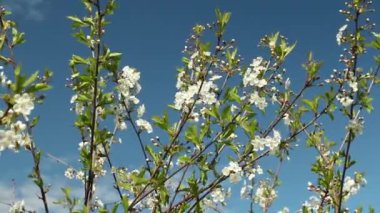 Sakura dalları üzerinde beyaz çiçekler