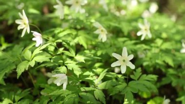 ahşap anemone bahar campanula'lar titremeye rüzgarda beyaz çiçekler  