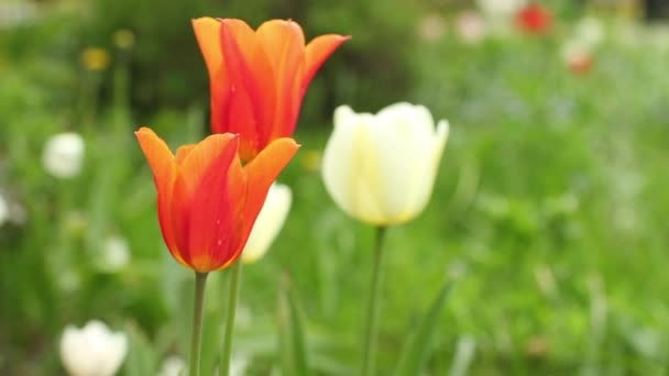 Nederland oranje tulpen — Stockvideo