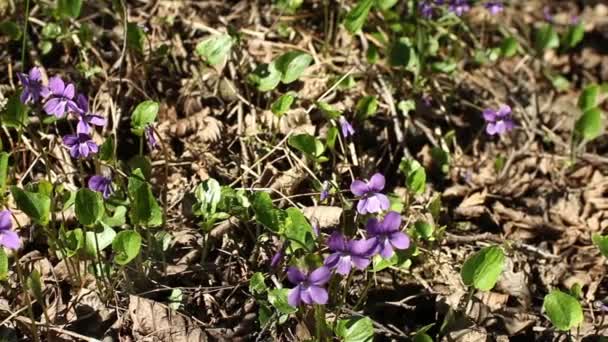 Forest violer våren primrose — Stockvideo