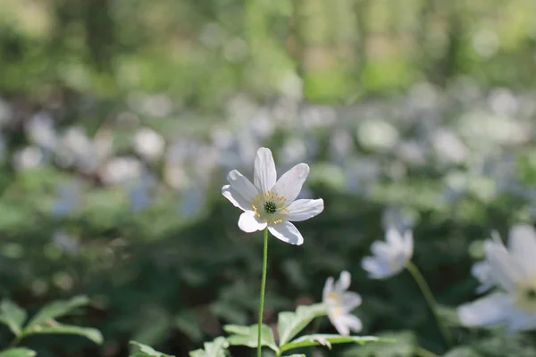 Pure white flowers wood anemone — Stock Photo, Image