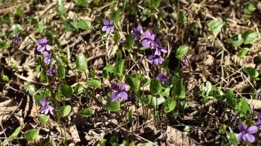 Menekşeler arasında geçen yılki yaprakları