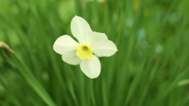 Flores brancas delicadas de narcisos — Vídeo de Stock