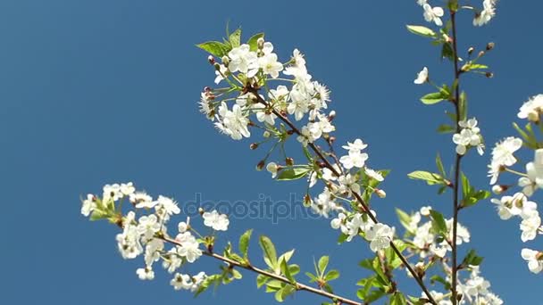 Flor cereja pomar flores brancas — Vídeo de Stock