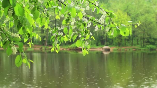 樱花的鸟 — 图库视频影像