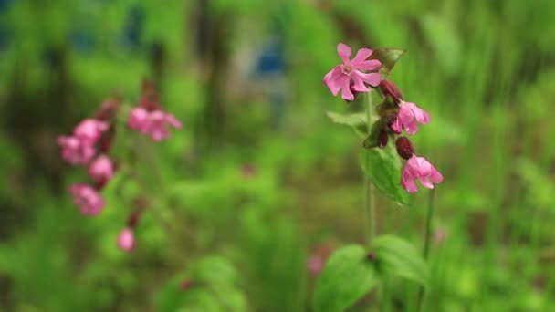 Fleurs sauvages lumineuses avec des gouttes de rosée matinale — Video