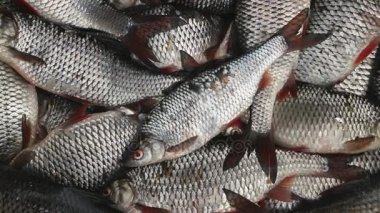 Roach canlı balık yakalamak