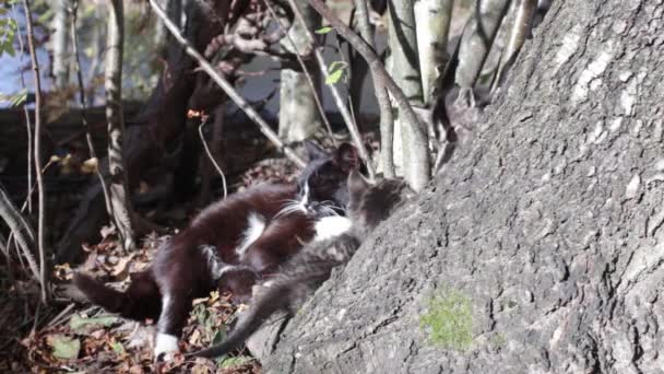 Çizgili küçük kedi yavrusu çalış — Stok video