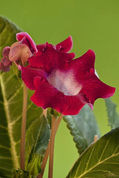 Gloxinia indoor flowers — Stock Photo, Image