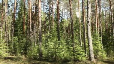 çam ormanı içinde yaz