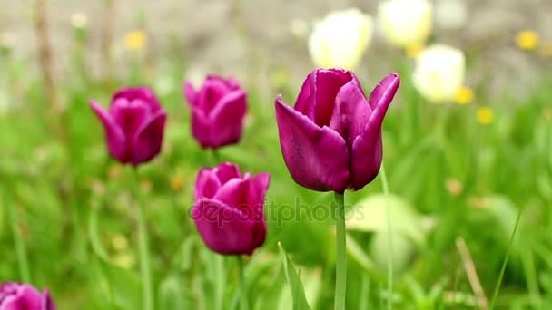 Borgoña tulipanes cámara movimiento — Vídeo de stock