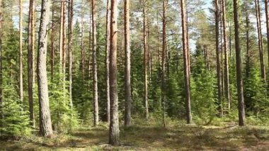 Yaz panorama ormanda