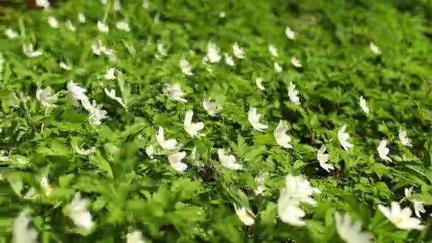 White flowers  wood anemone Spring primroses — Stock Video