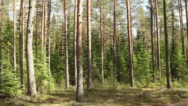 Bosque en verano panorama — Vídeo de stock