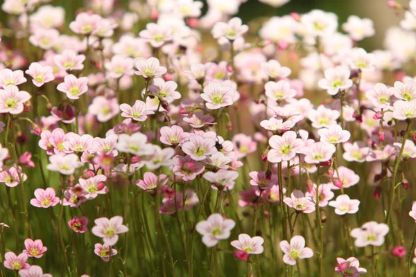 Flores brilhantes musgo floração — Fotografia de Stock