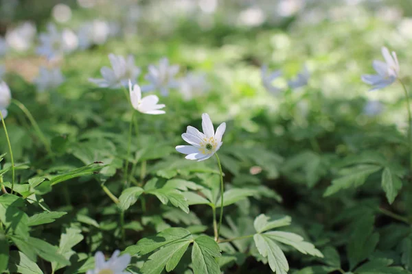 White flowers anemone Spring primroses — Stock Photo, Image