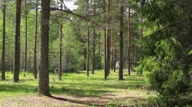 Güzel orman döngü hazır dosya
