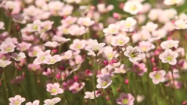 鲜艳的花朵背景 — 图库视频影像