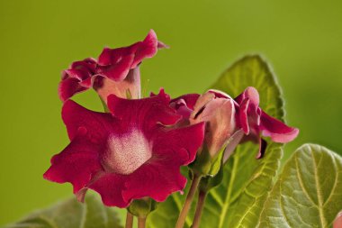  Kırmızı gloxinia çiçekler