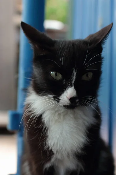 Gato negro con retrato de pecho blanco — Foto de Stock