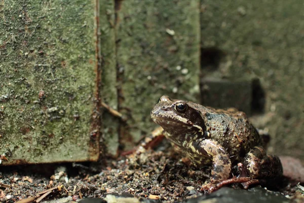 Goggle-eyed Toad — Stock Photo, Image