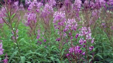 epilobium çiçek, fireweed