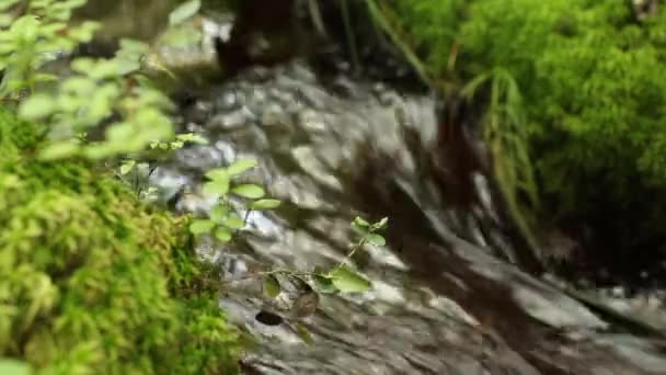 Folyamatos stream a kristálytiszta víz, egy erdei patak — Stock videók