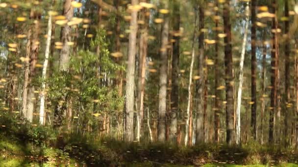 Bosque increíble, árboles reflejados en el agua del lago — Vídeo de stock