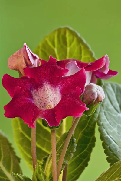 Beautiful burgundy flowers gloxinia — Stock Photo, Image