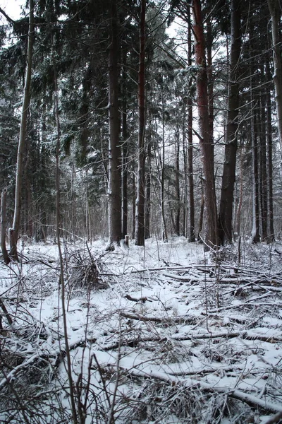 Première neige en forêt — Photo