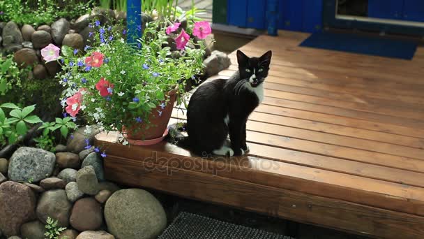 Chat domestique noir sur une terrasse — Video