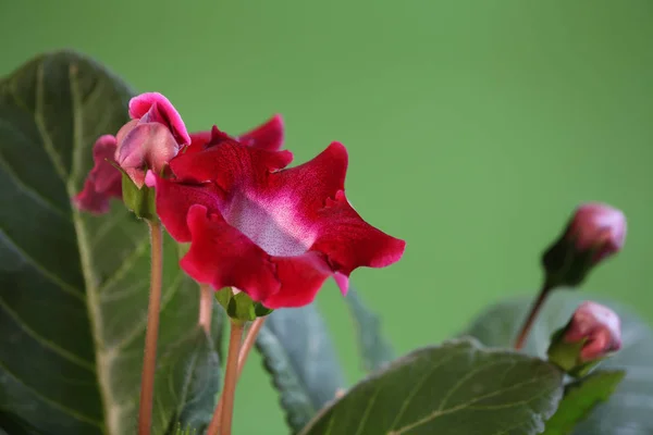 Belas flores interiores gloxinia — Fotografia de Stock