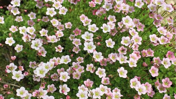 Many bright flowers — Stock Photo, Image