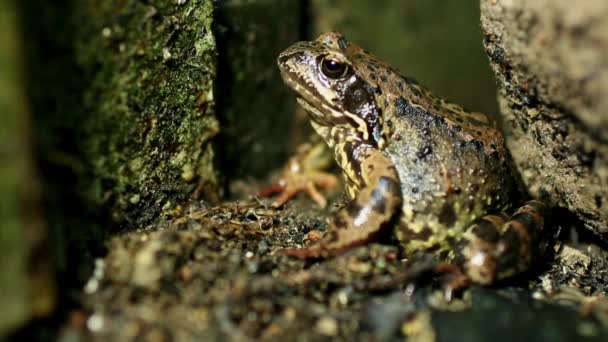 Велика лісова жаба сидить нерухомо — стокове відео