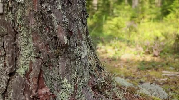 Poderoso árbol enorme pino — Vídeo de stock