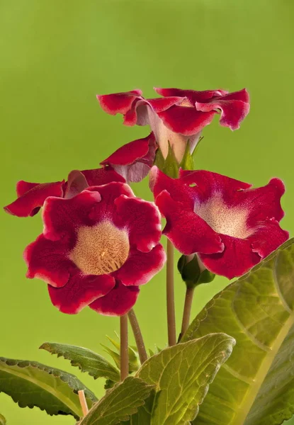 Bonito vermelho Flores interiores gloxinia — Fotografia de Stock