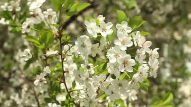 Blossoming cherry orchard — Stock Video