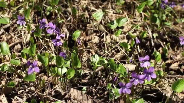 Våren gullvivor violer växte från förra årets lövverk — Stockvideo