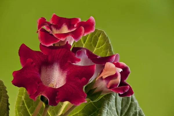 Piros beltéri virágok gloxinia — Stock Fotó