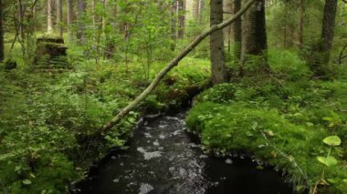 Siyah creek yaban hayatı suda