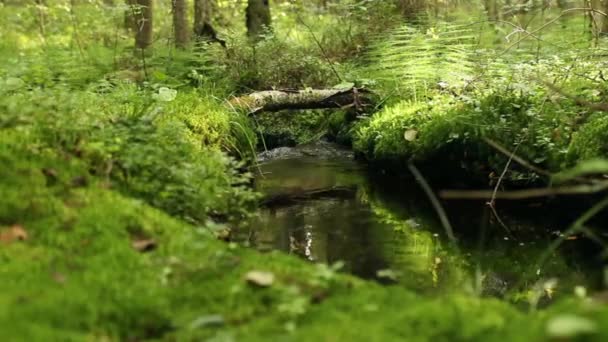 Creek among lush greenery in the impassable forest — Stock Video