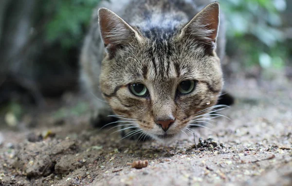 Mourovatá kočka se zelenýma očima — Stock fotografie