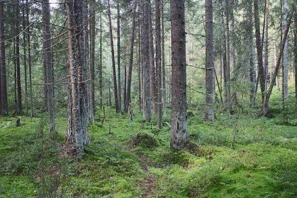 Camino entre árboles en el bosque —  Fotos de Stock