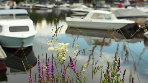 Boot Marina in de zomer — Stockvideo