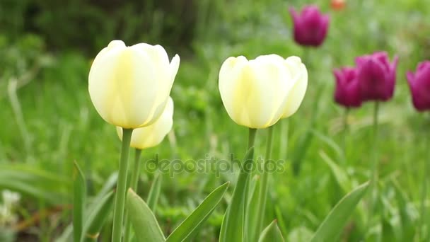 Tulipani gialli su campo verde — Video Stock