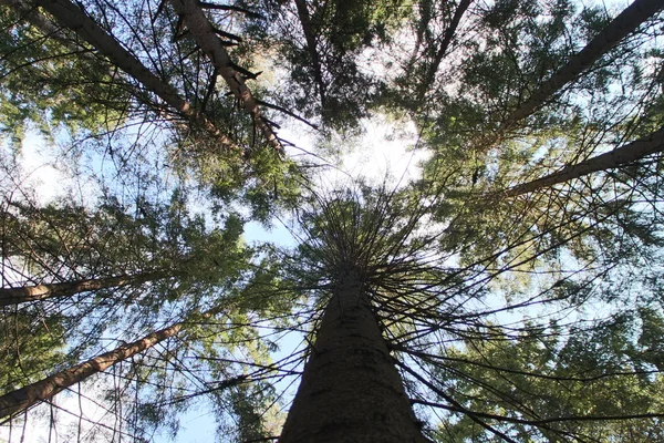 Wysokie drzewa nad głową w błękitne niebo — Zdjęcie stockowe
