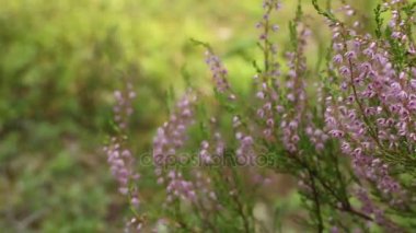 Çiçek açan Heather için Kapat