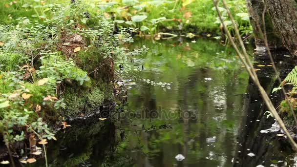 Чистий потік холодної води — стокове відео