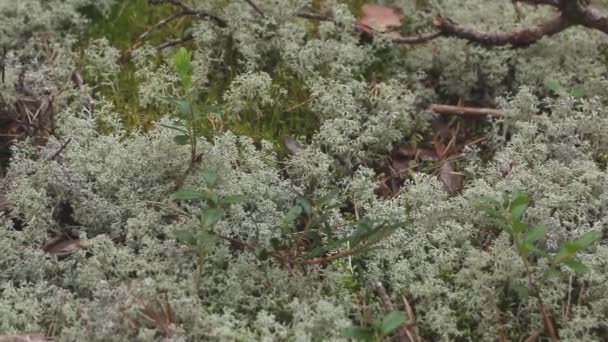 トナカイ moss を近くにホワイトします。 — ストック動画